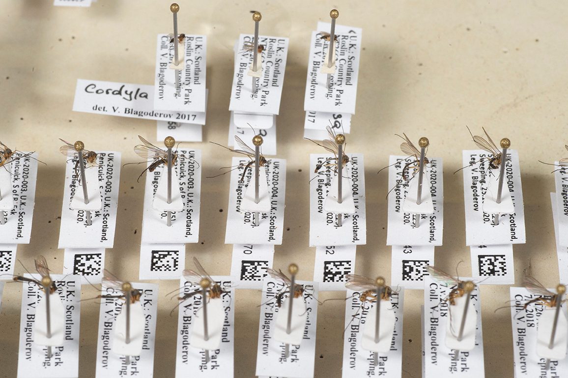 Pinned insect specimens with barcodes attached